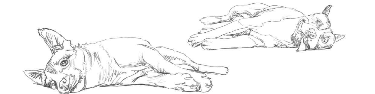 Dogs pencil sketch laying down