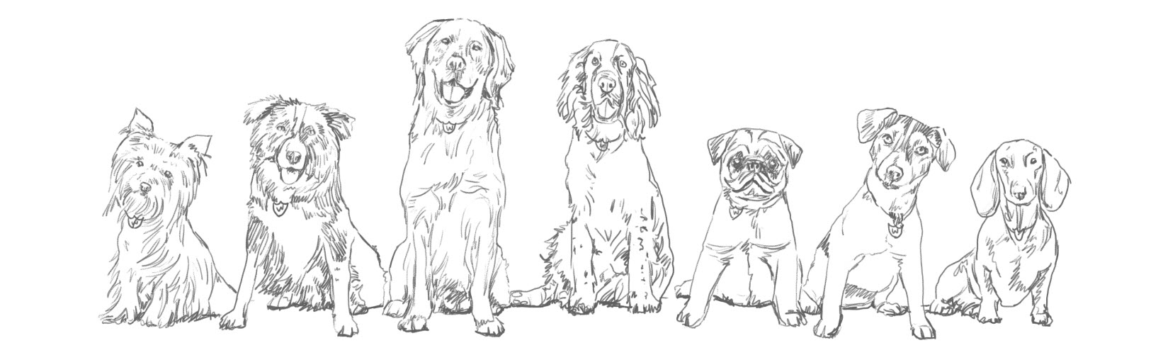 Dogs pencil sketch